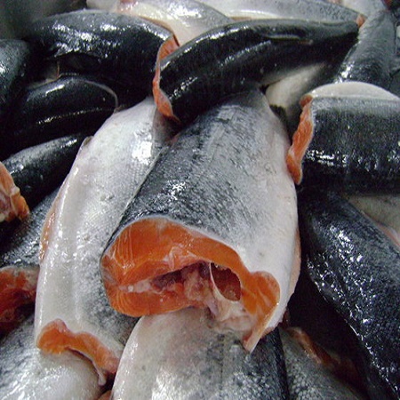 Frozen Salmon Fish
