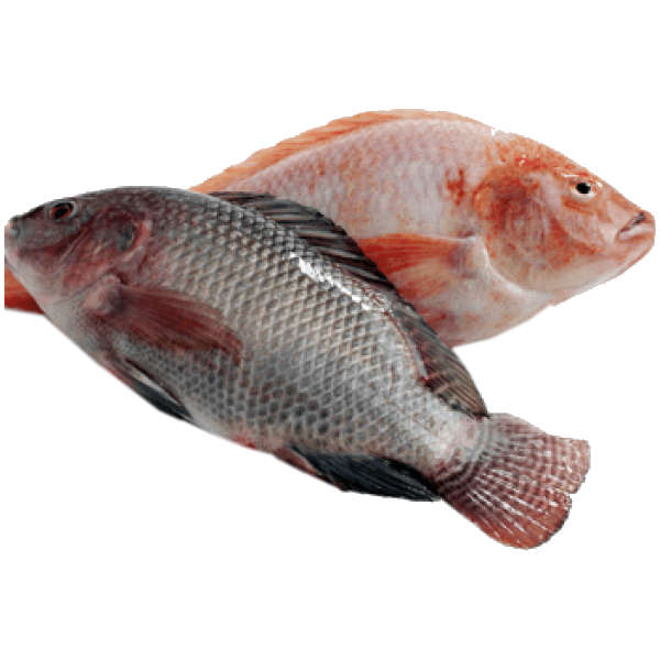 Frozen Tilapia Fish